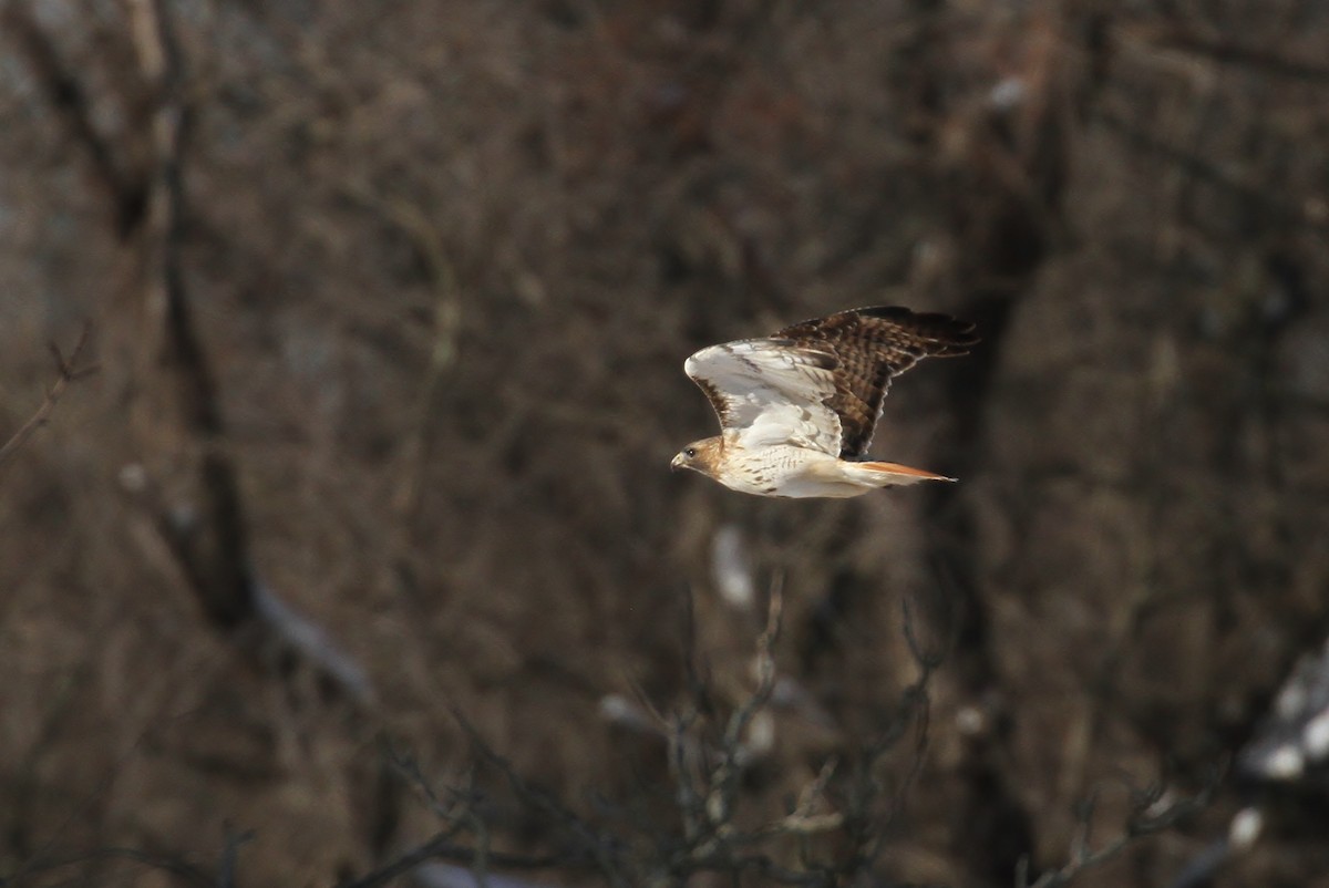 Red-tailed Hawk (borealis) - ML82467691