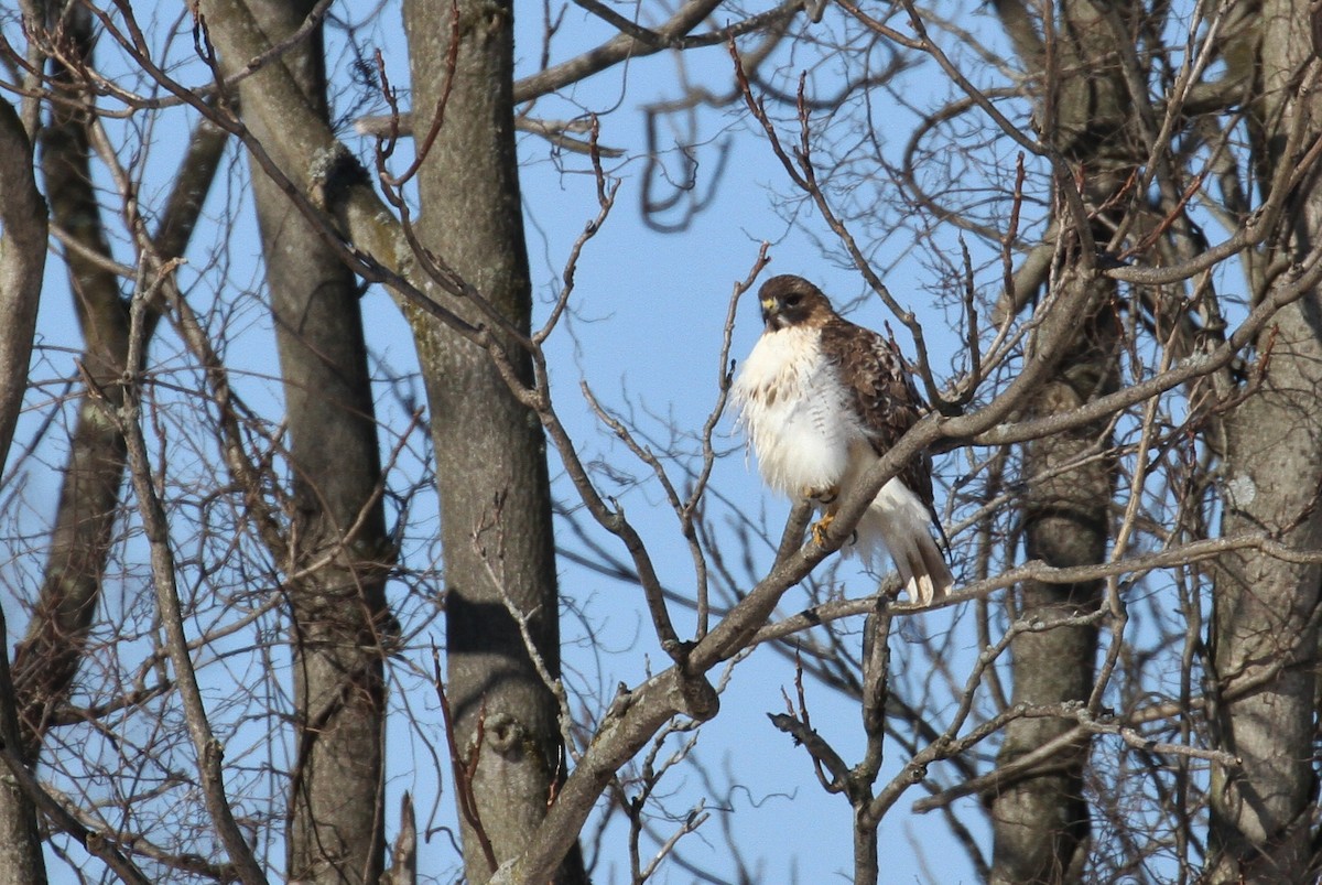 Red-tailed Hawk (borealis) - ML82467701