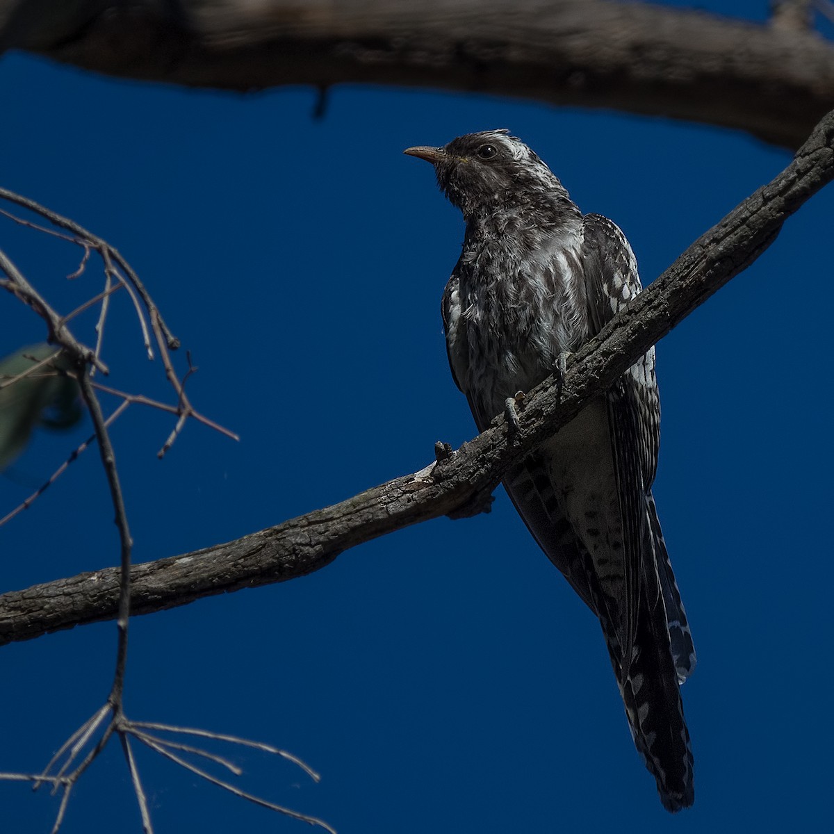 Pallid Cuckoo - ML82471461