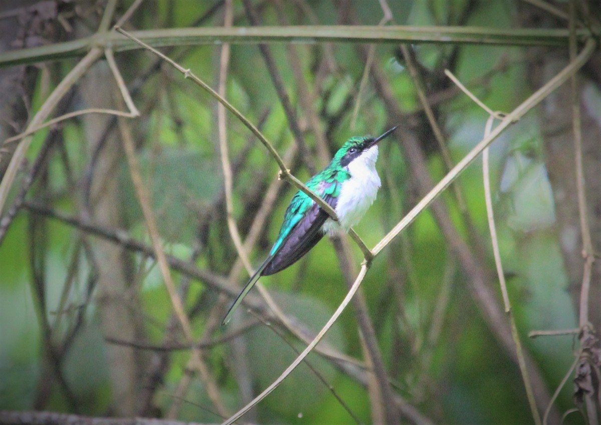 Purple-crowned Fairy - ML82472101