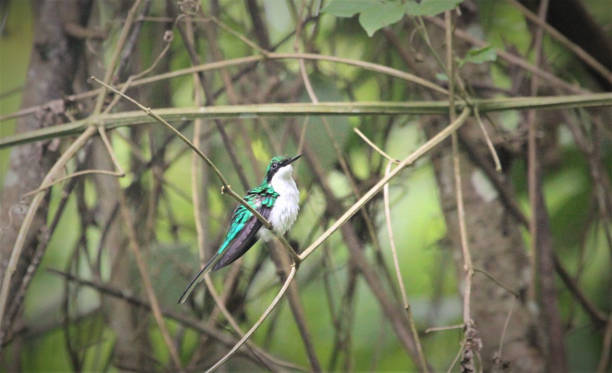 Purple-crowned Fairy - Isaias Morataya