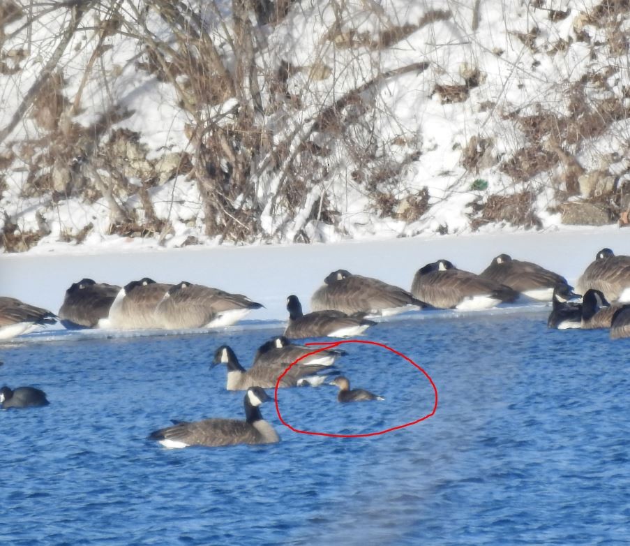 Pied-billed Grebe - Rick Luehrs