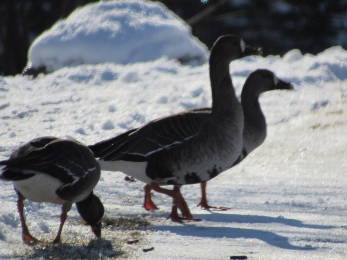 Greater White-fronted Goose - ML82476451