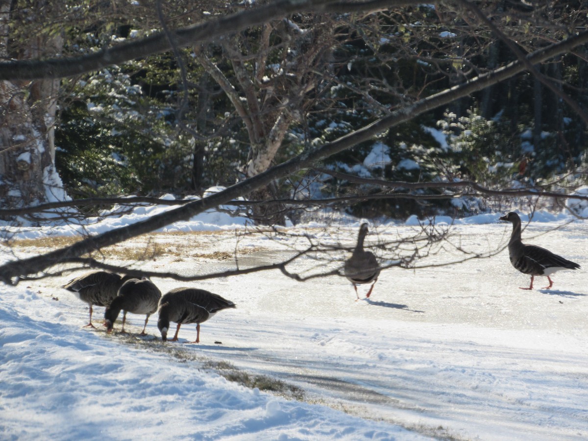 Greater White-fronted Goose - ML82476461