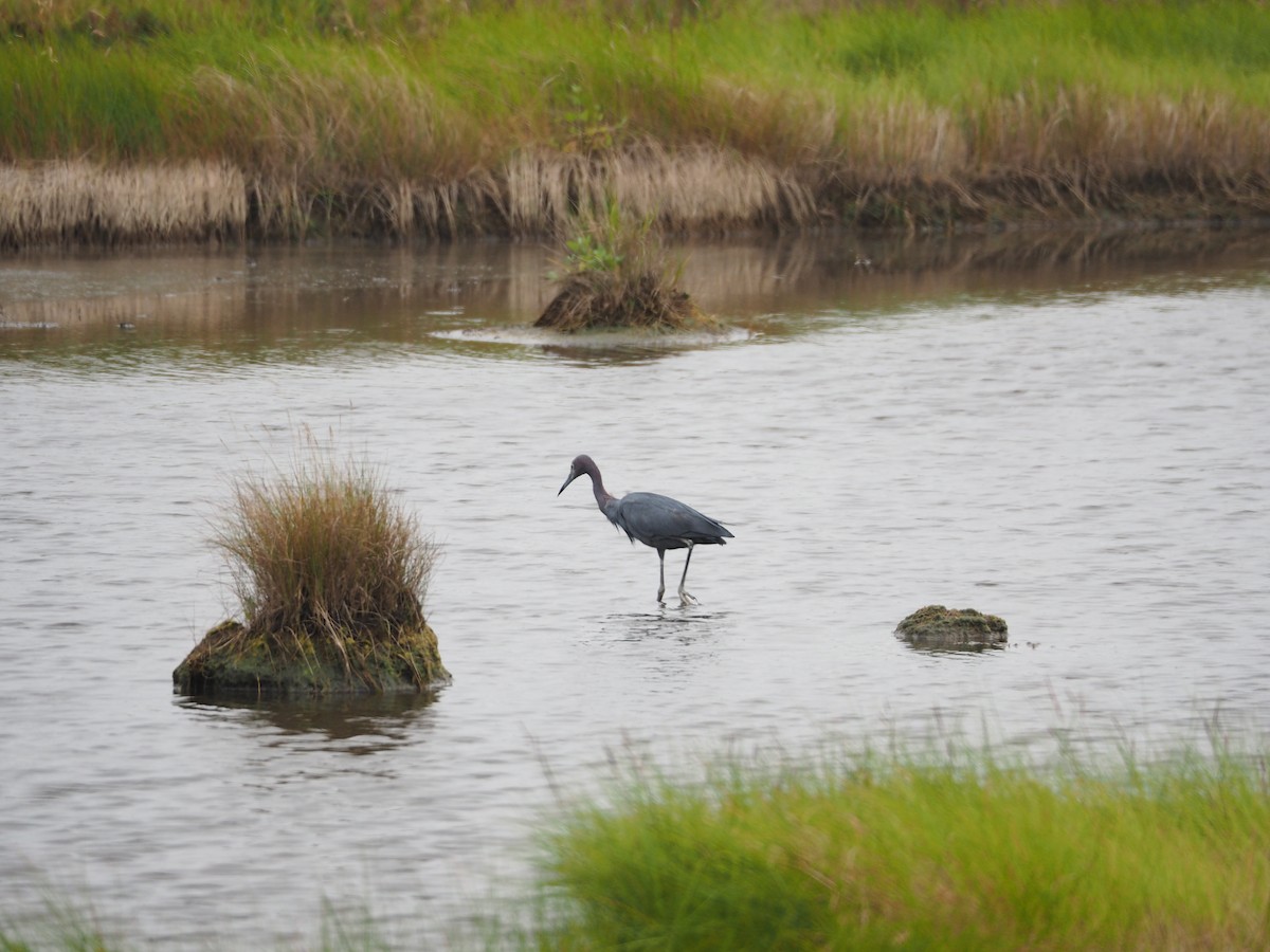 Little Blue Heron - ML82477631