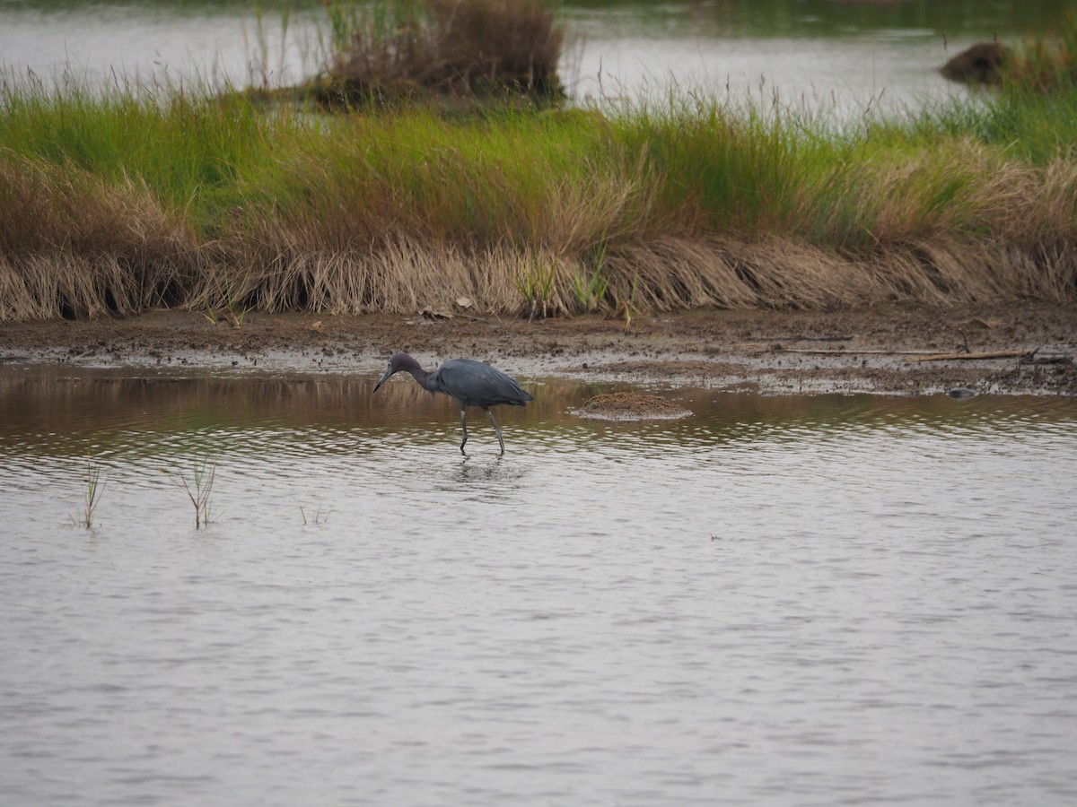 Little Blue Heron - ML82477651