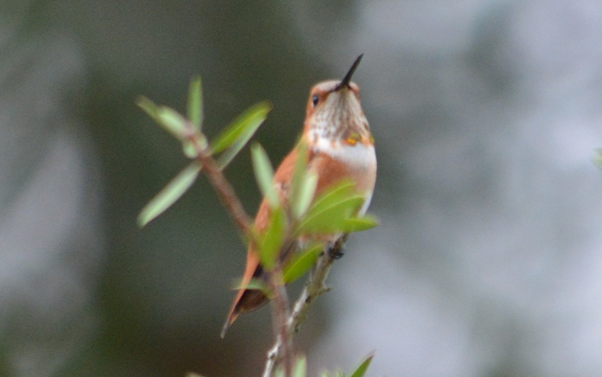 Rufous Hummingbird - Jon Rosenfeld
