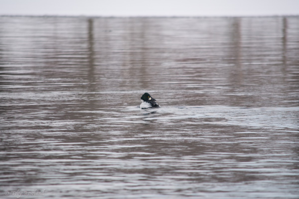 Common Goldeneye - ML82478371