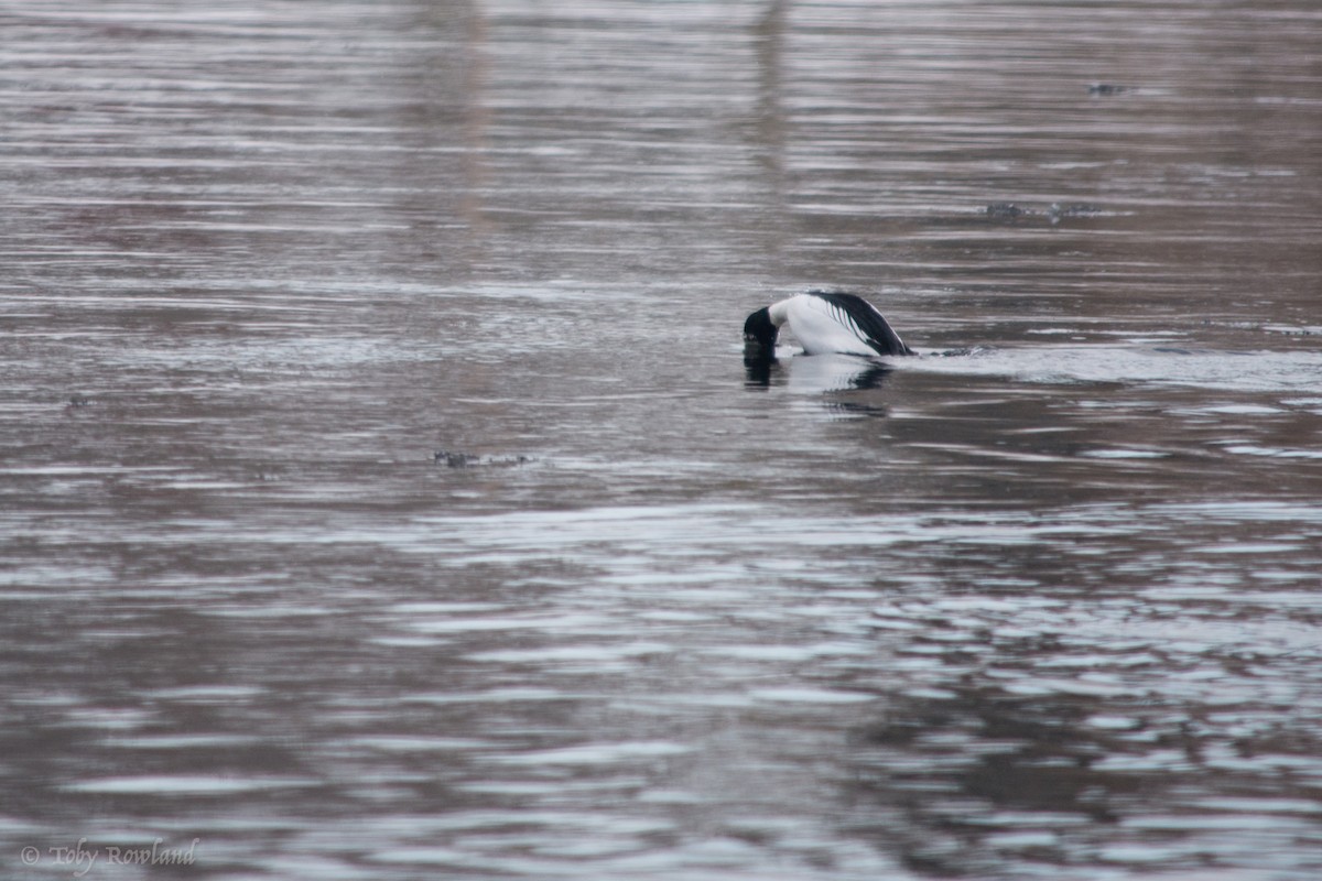 Common Goldeneye - ML82478431