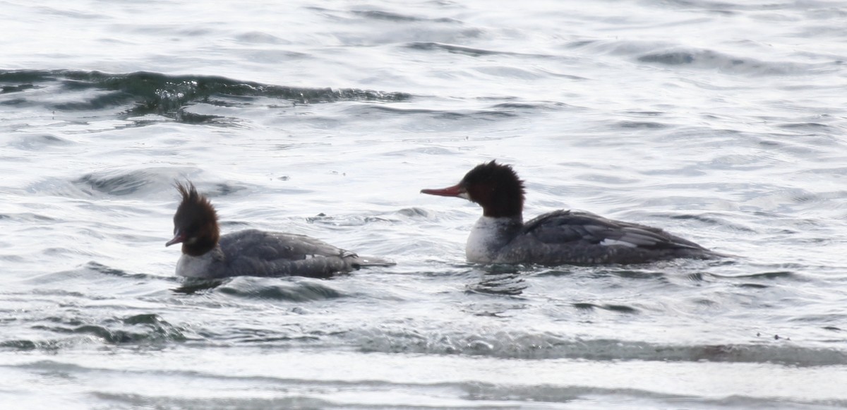 Common Merganser - ML82480161