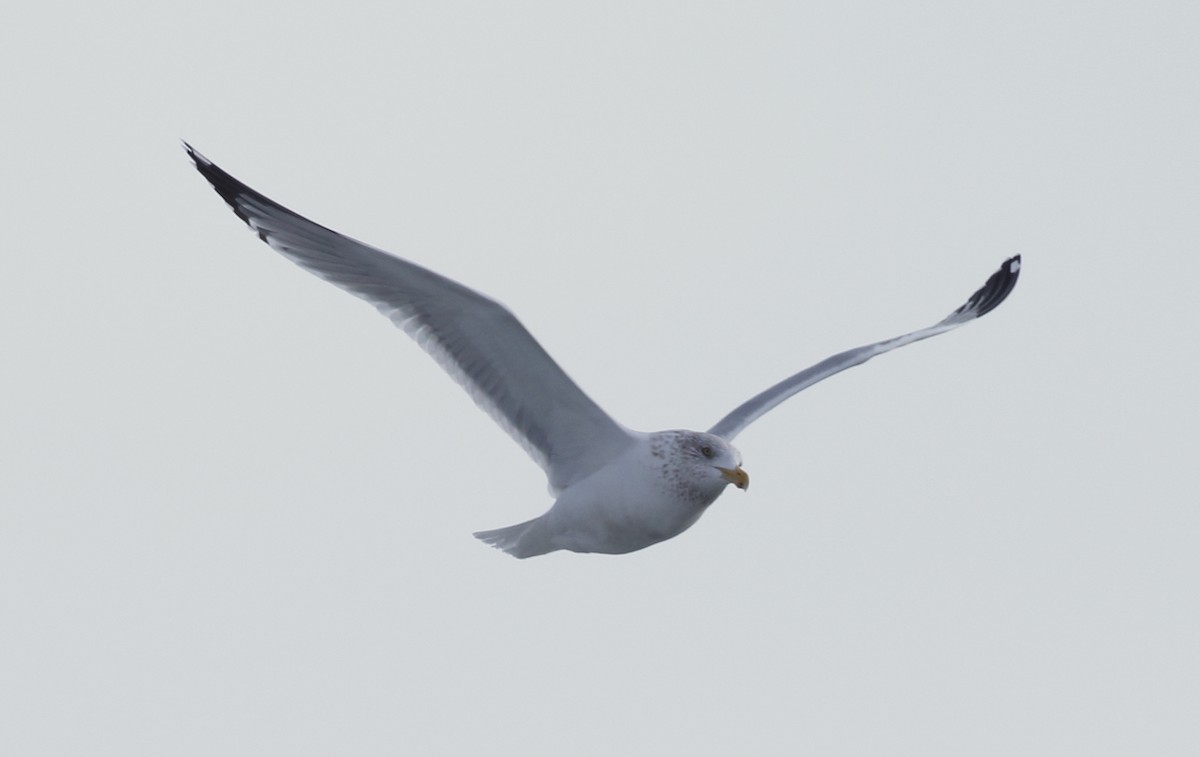 Herring Gull - Jeff Hullstrung