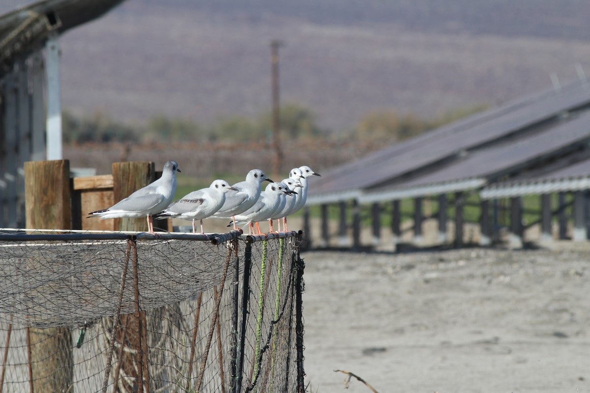 Bonaparte's Gull - ML82481481