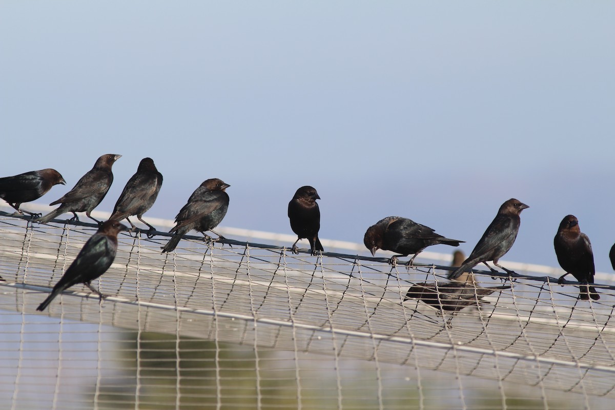 Brown-headed Cowbird - ML82481511