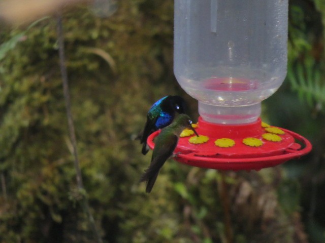 kolibřík hyacintový - ML82481571