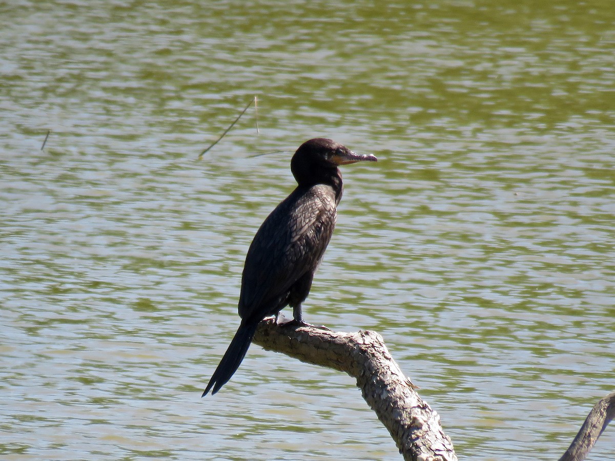 Neotropic Cormorant - ML82482141