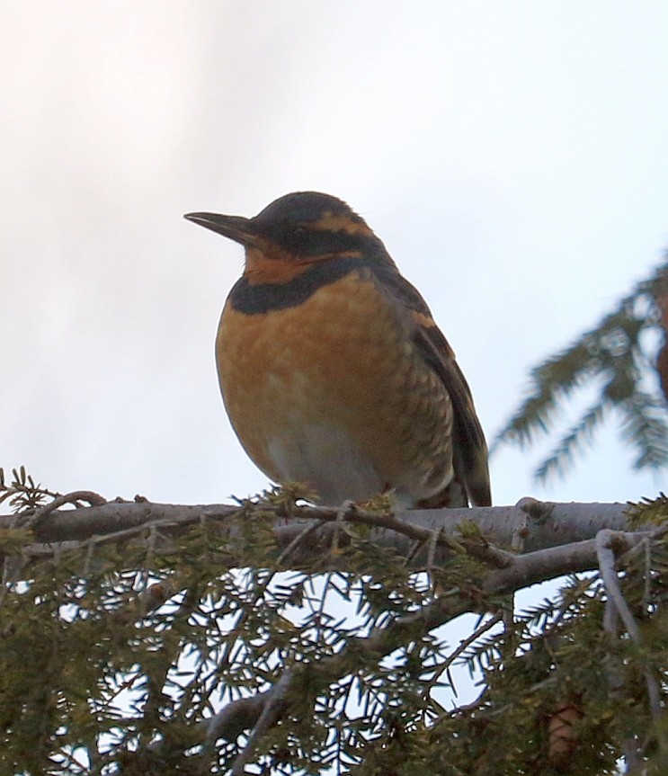 Varied Thrush - ML82483031