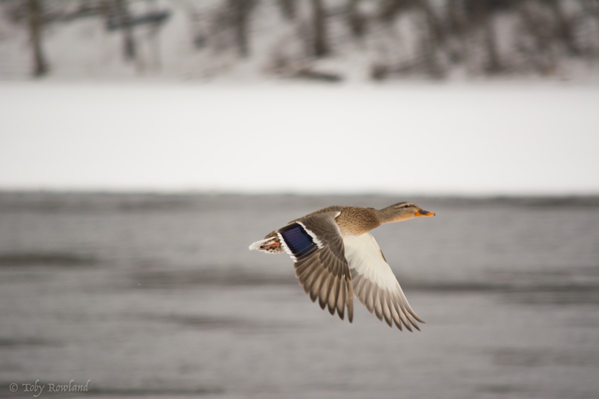 Canard colvert - ML82483281