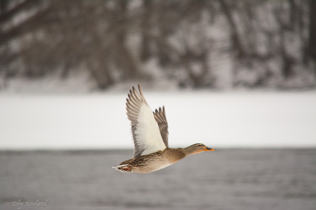 Canard colvert - ML82483301