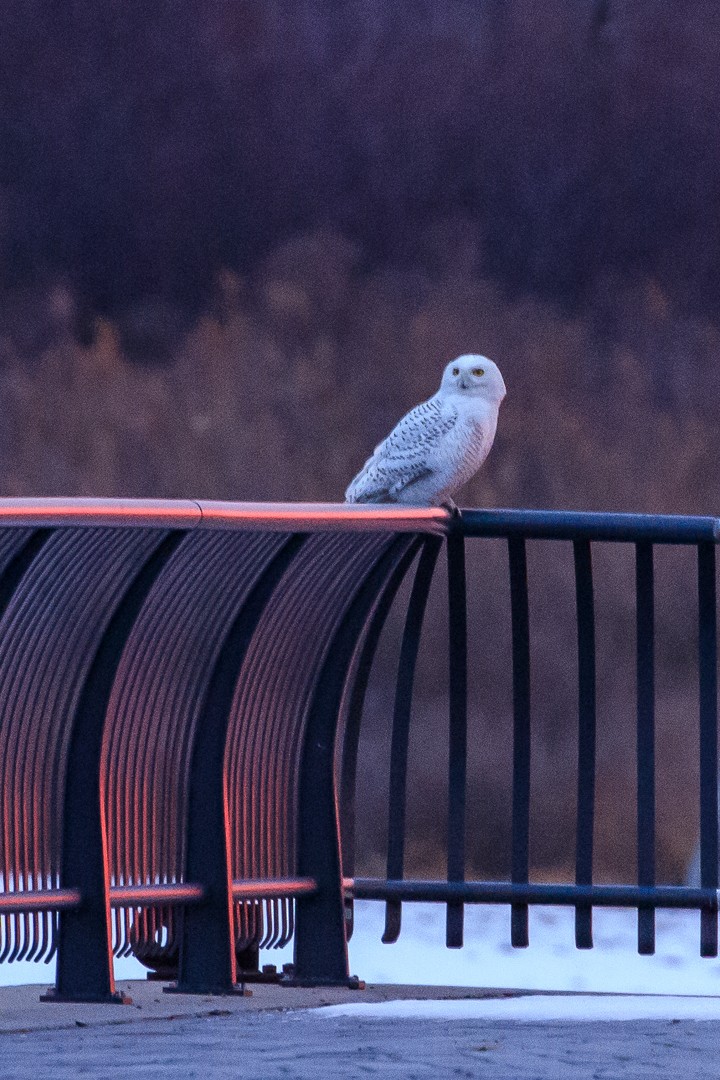 Harfang des neiges - ML82484801