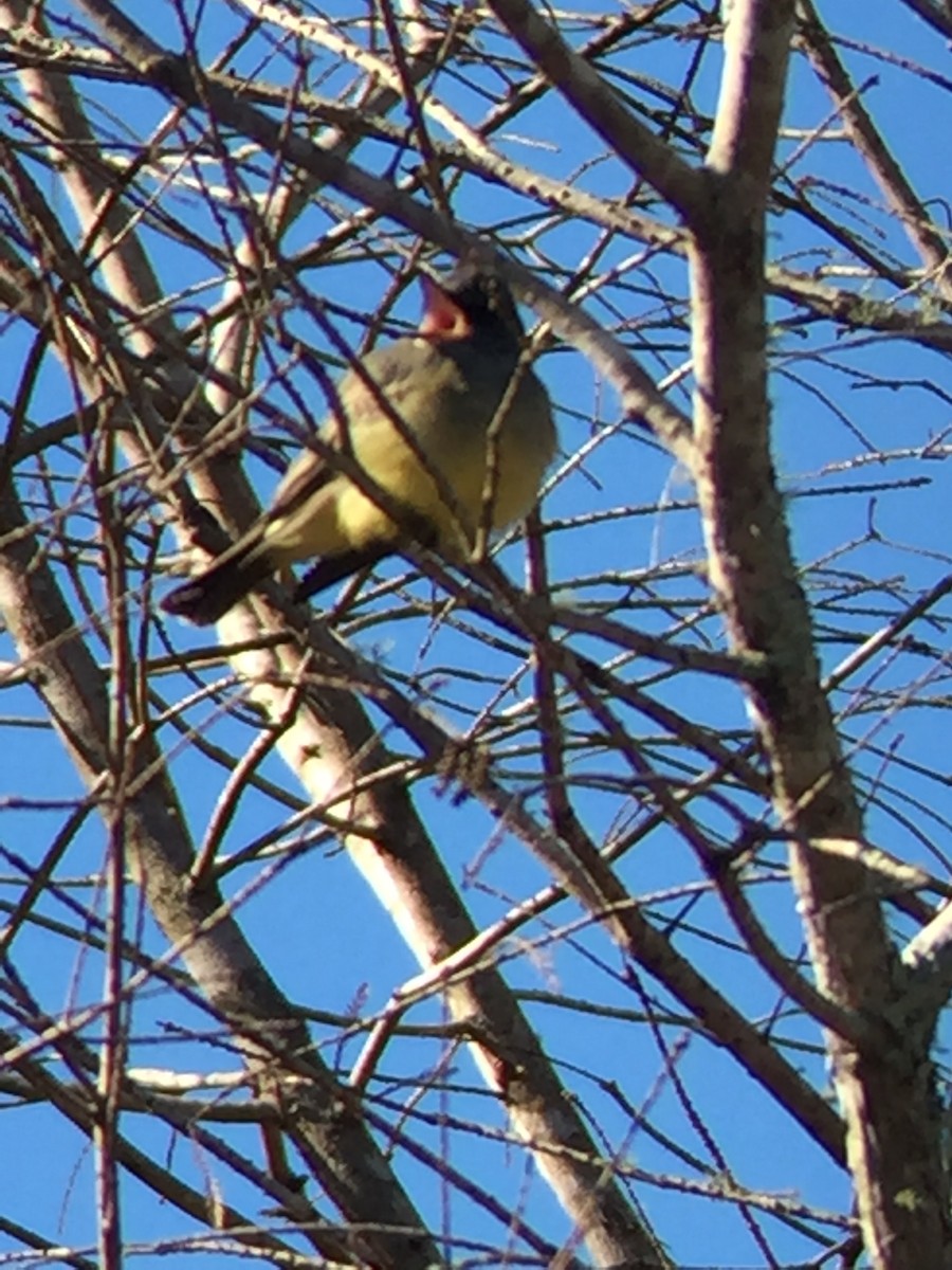 Cassin's Kingbird - Lori Mathis