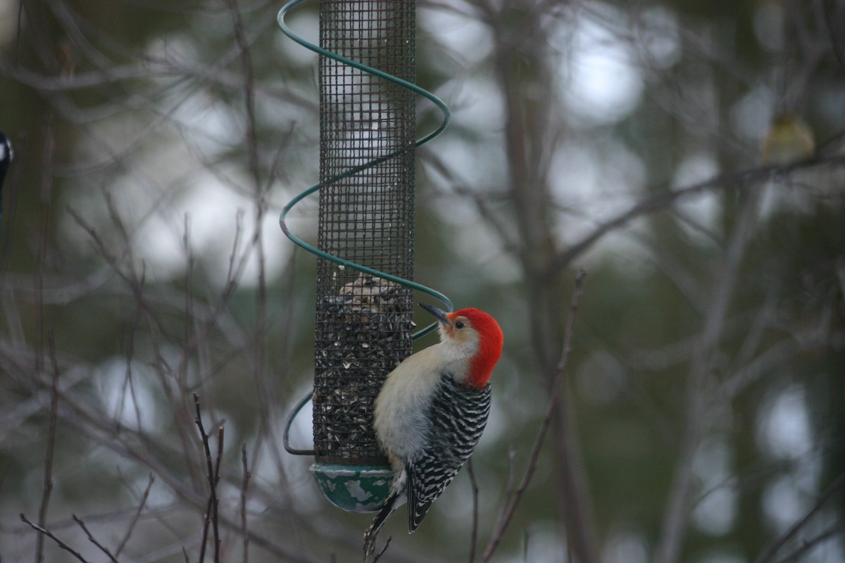 Red-bellied Woodpecker - Charlie Todd