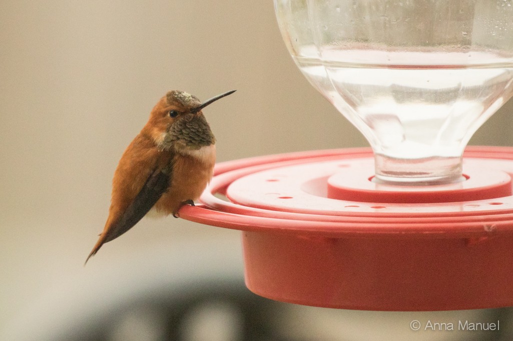 Rufous Hummingbird - ML82487331