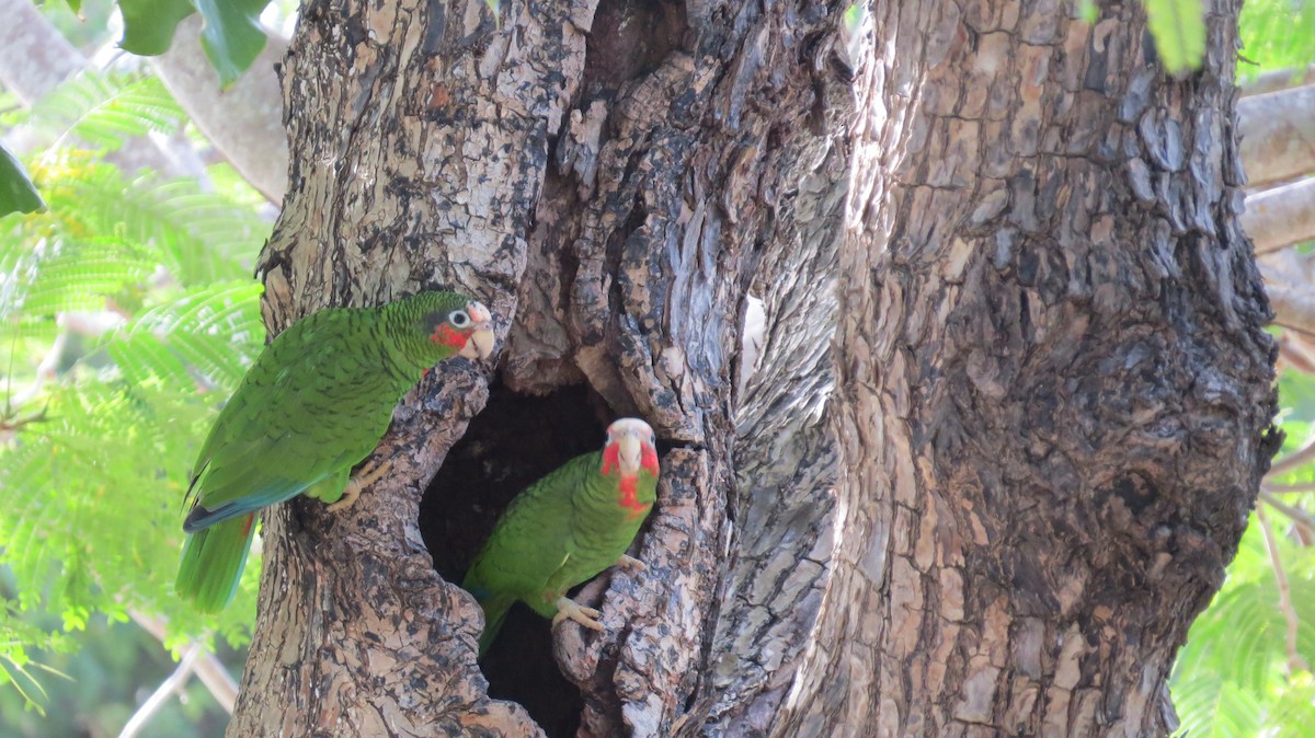 Cuban Parrot - ML82490571