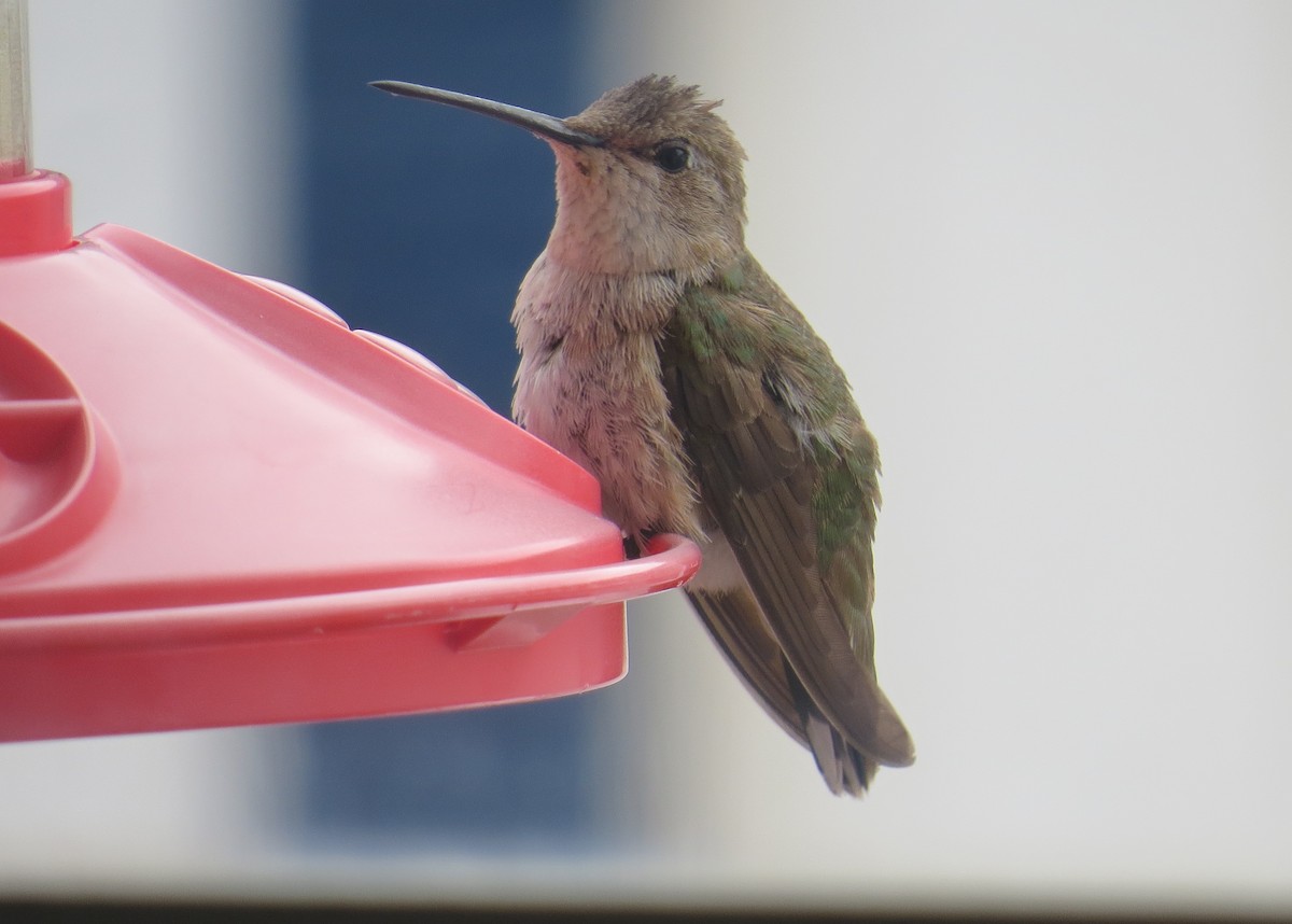 Colibri à gorge noire - ML82491481