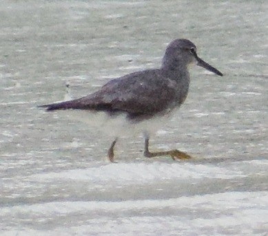 Gray-tailed/Wandering Tattler - ML82492111