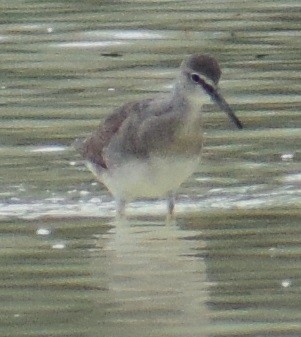 Gray-tailed/Wandering Tattler - ML82492121