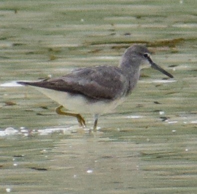 Gray-tailed/Wandering Tattler - ML82492131