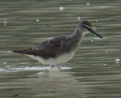 Gray-tailed/Wandering Tattler - ML82492141