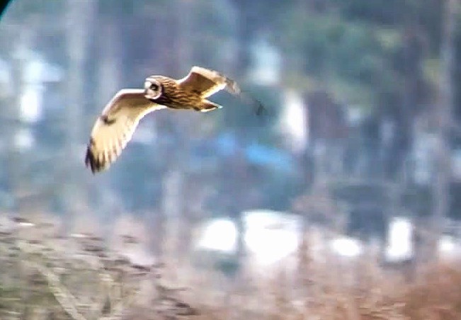 Short-eared Owl - ML82492951