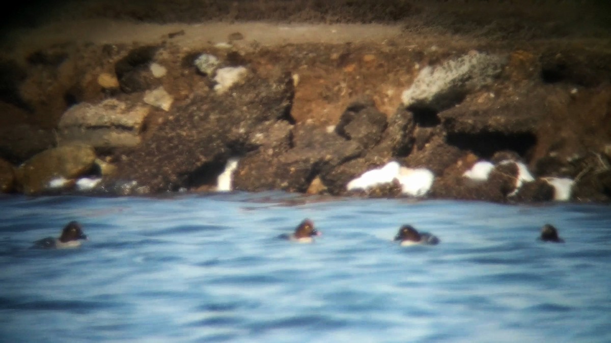 Common Goldeneye - ML82493081