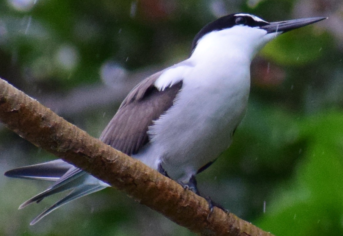 Bridled Tern - ML82494001