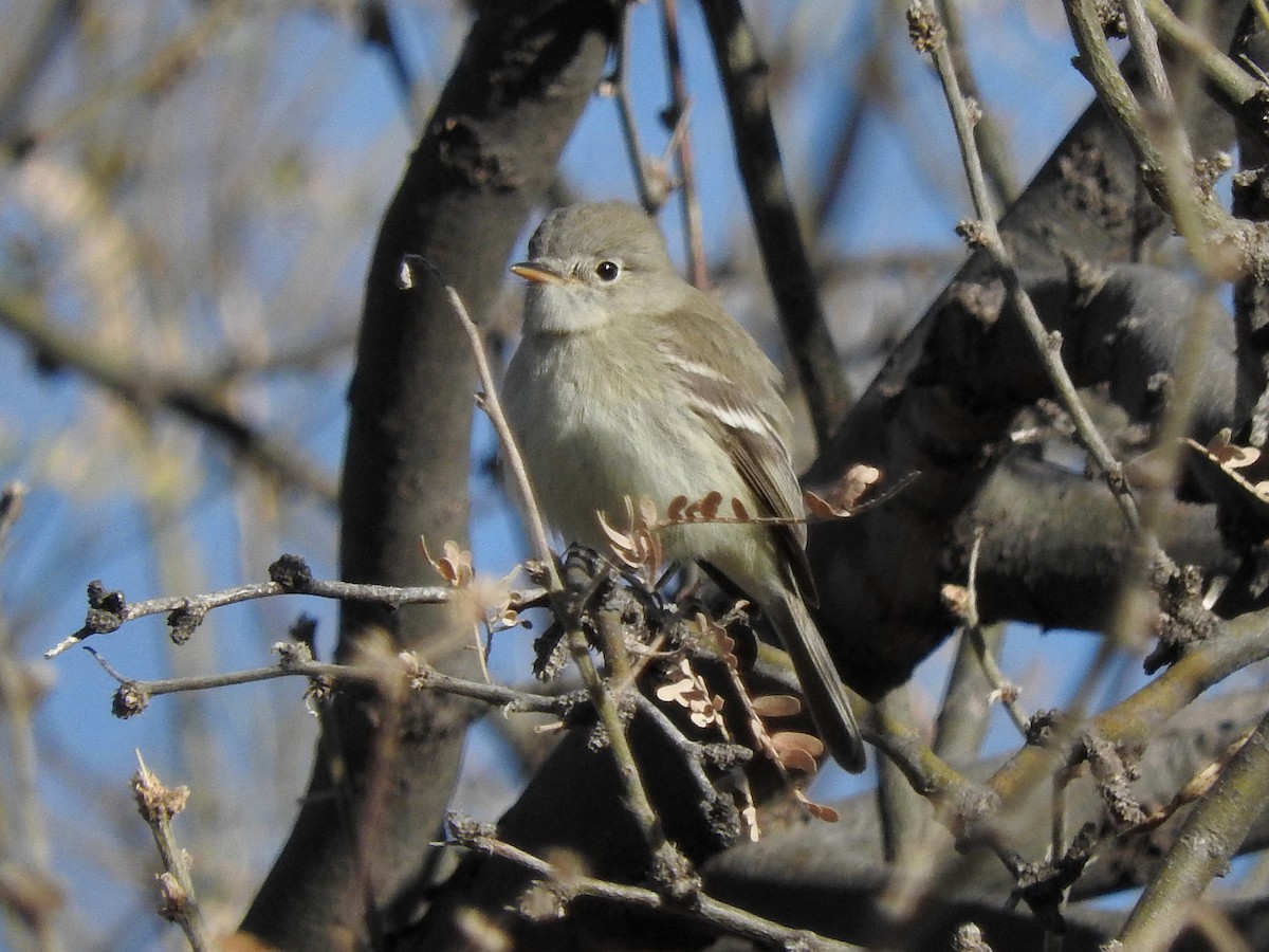Gray Flycatcher - ML82494541