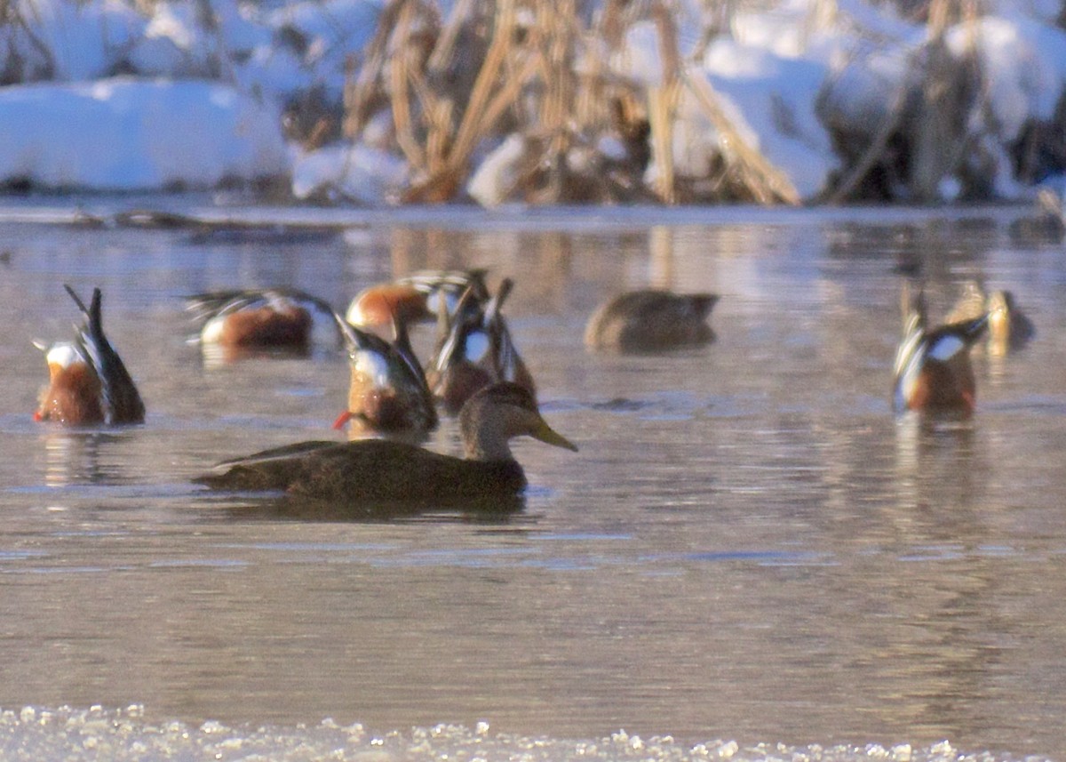 American Black Duck - ML82495011