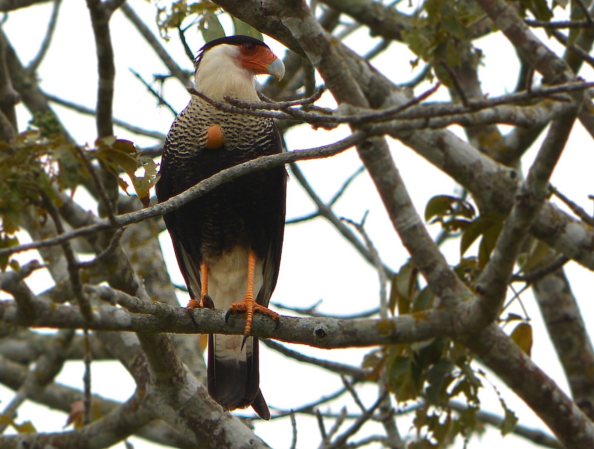 Caracara huppé (cheriway) - ML82495701