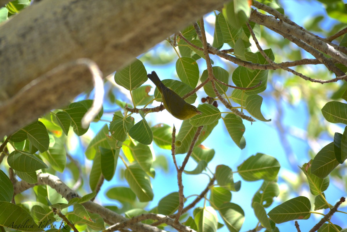 Orange-crowned Warbler - ML82497061