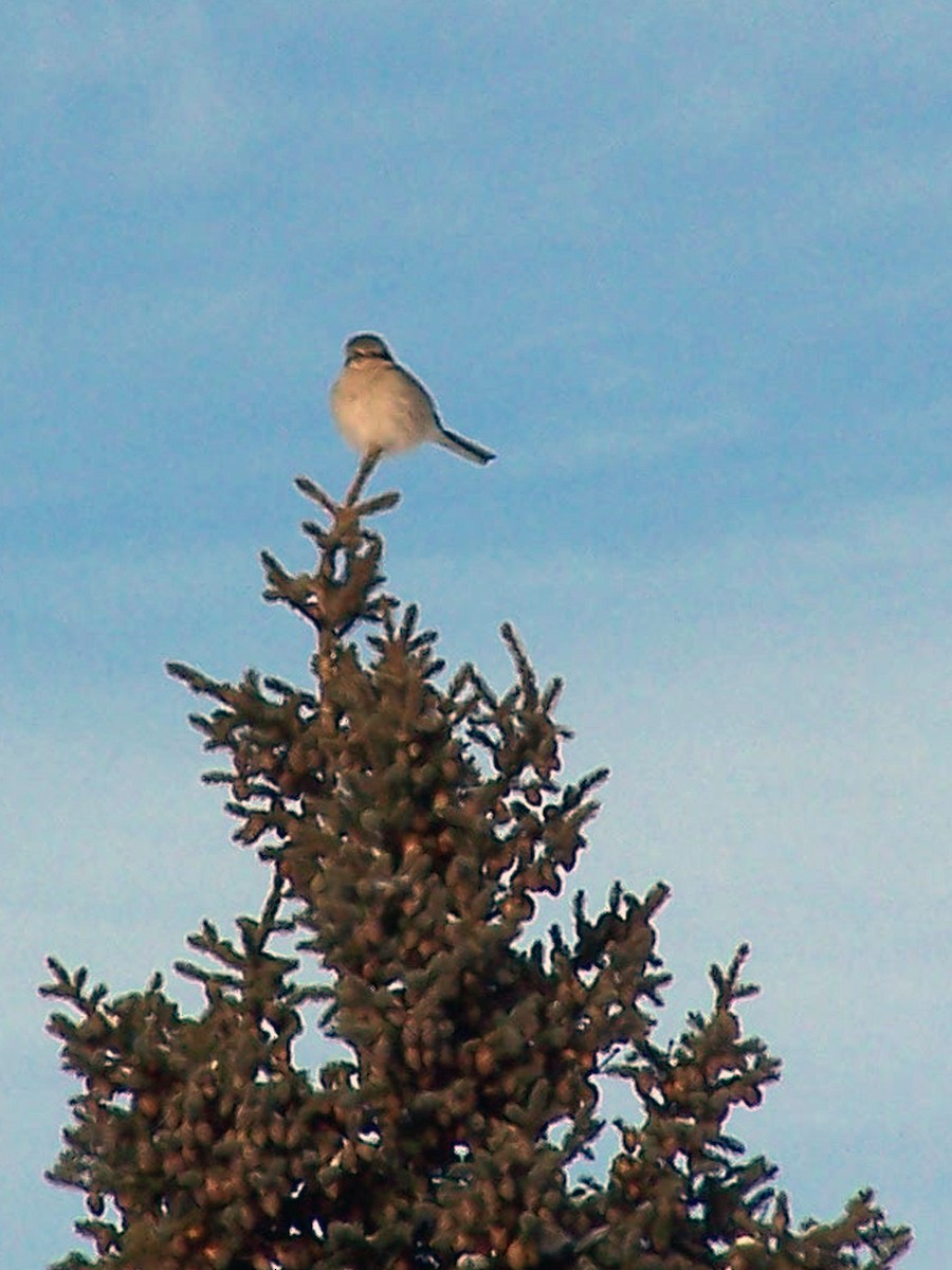 Northern Shrike - Louis Imbeau