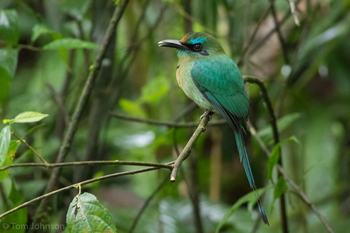 Keel-billed Motmot - Tom Johnson