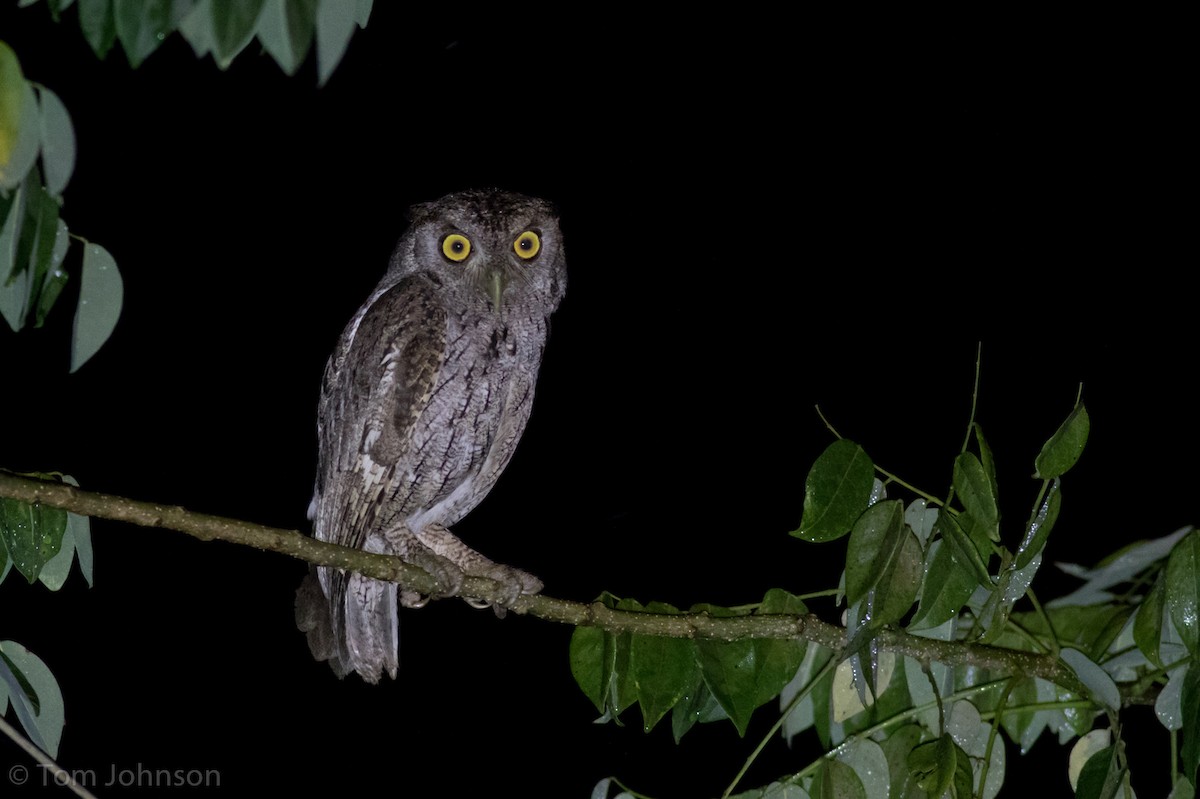 Pacific Screech-Owl - ML82498991