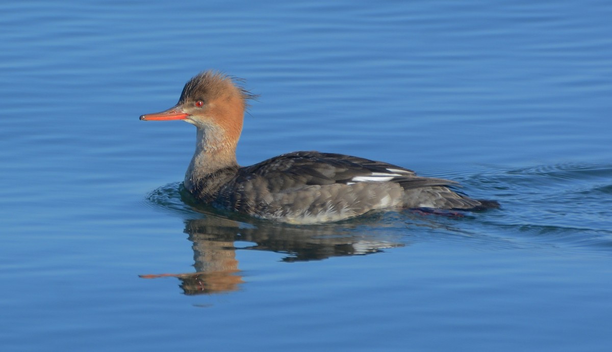 Red-breasted Merganser - ML82499871