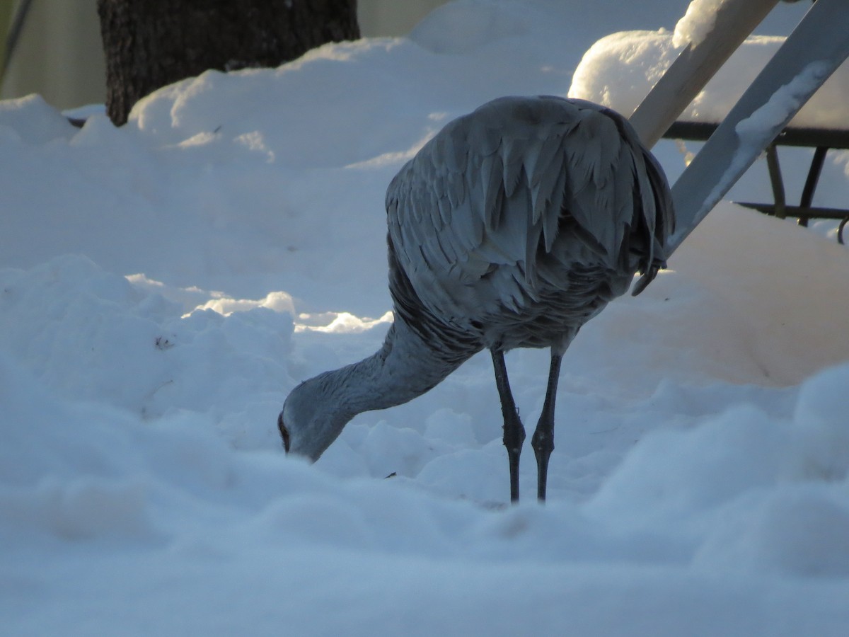 Grulla Canadiense - ML82500121