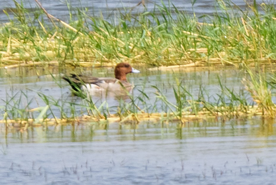 Eurasian Wigeon - ML82500611