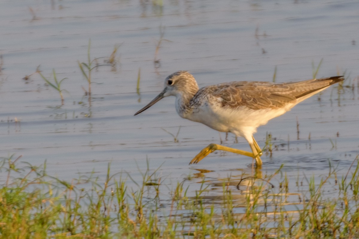 Common Greenshank - Balaji P B