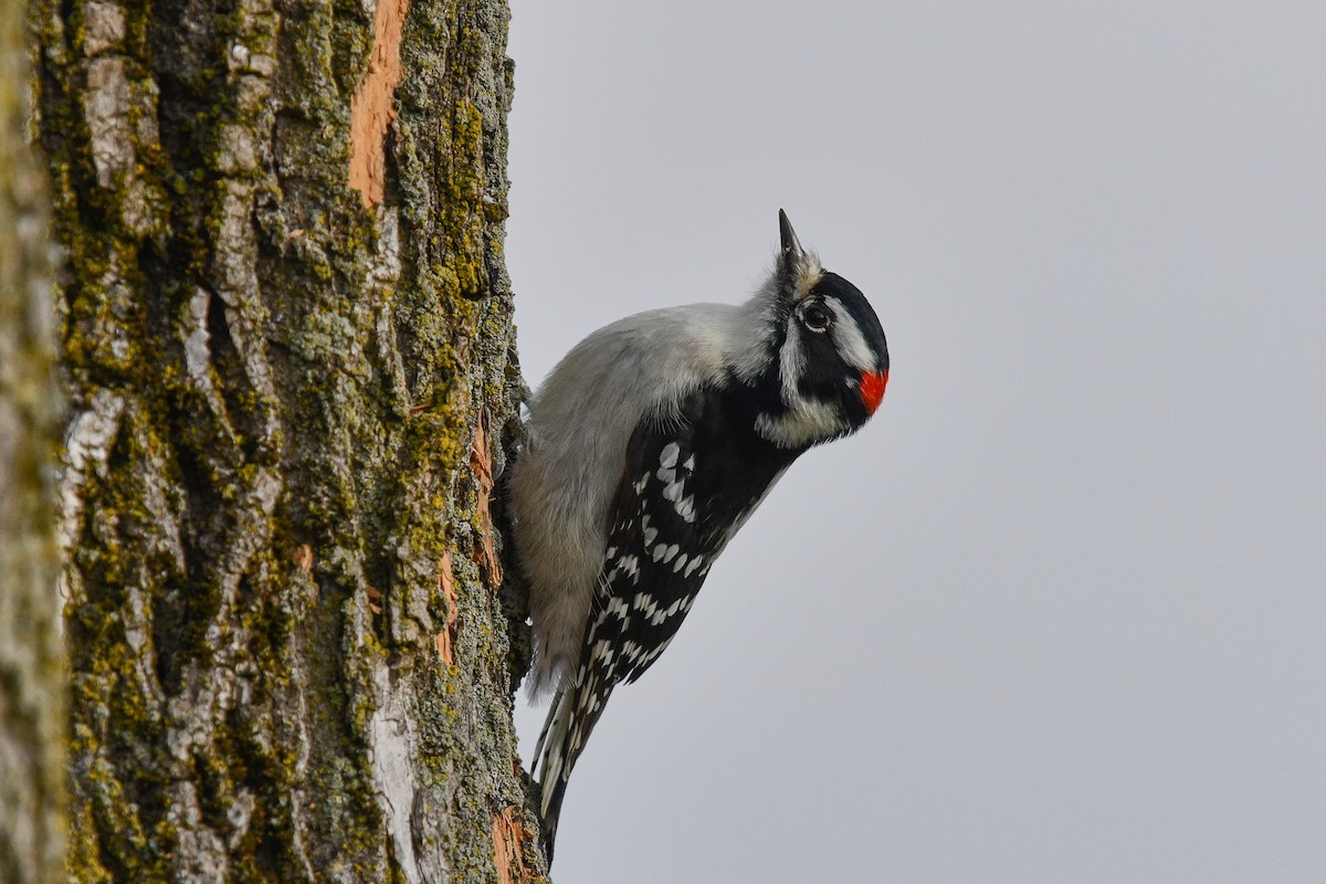 Downy Woodpecker - ML82502281