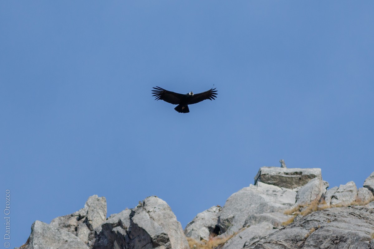 Andean Condor - ML82505441