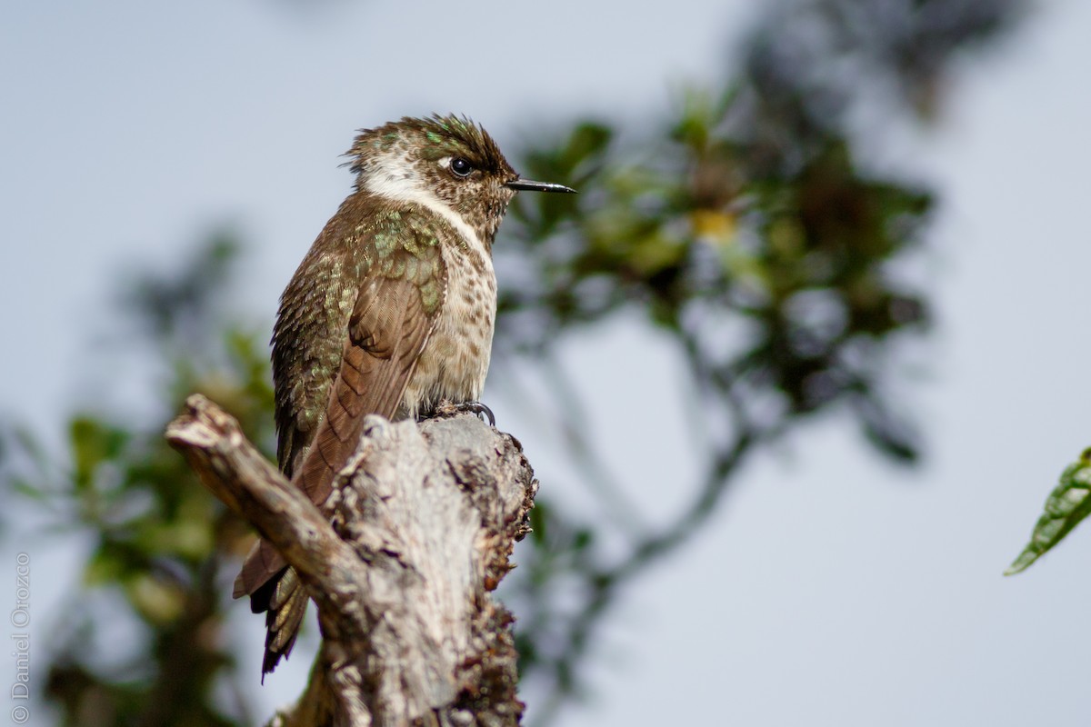 Blue-bearded Helmetcrest - ML82505451