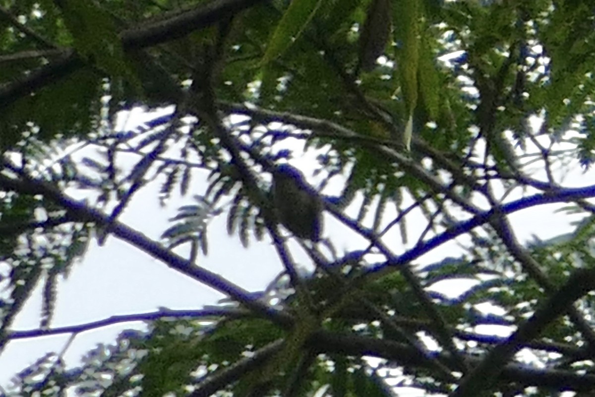 Fine-barred Piculet - ML82505921